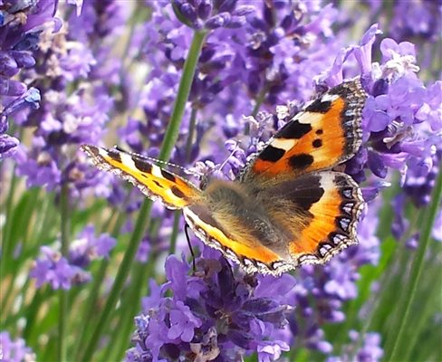 Join in the butterfly hunt in August